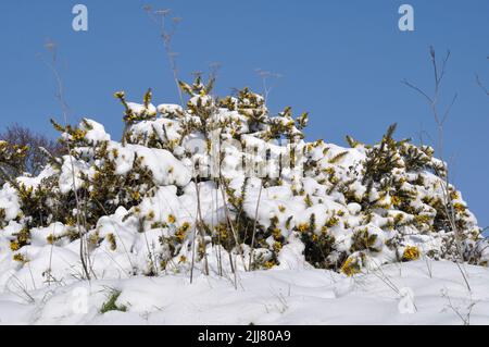 rami di gorse ricoperti di neve Foto Stock