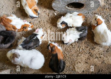 Una vista dall'alto di diversi cavie che mangiano pellet di fieno Foto Stock