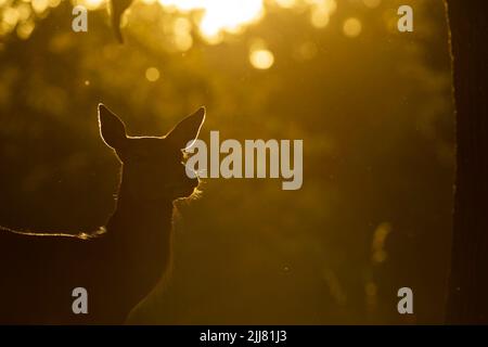 Cervo rosso Cervus elaphus, Bushy Park, Londra, Regno Unito, settembre Foto Stock