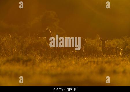 Cervo rosso Cervus elaphus, Bushy Park, Londra, Regno Unito, settembre Foto Stock