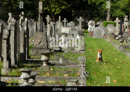 Volpe rossa Vulpes vulpes, maschio che vagano in cimitero, City of London Cememetic, Londra, UK, settembre Foto Stock