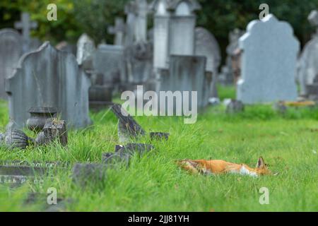 Volpe rossa Vulpes vulpes, slitta maschile in cimitero, City of London Cemememetic, Londra, Regno Unito, settembre Foto Stock