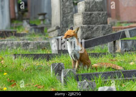 Volpe rossa Vulpes vulpes, maschio che vagano in cimitero, City of London Cememetic, Londra, UK, settembre Foto Stock