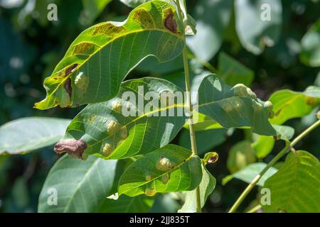 Galline sulle foglie di noce (Juglans regia) causate da aceria erinea mite . Foto Stock