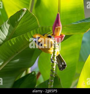 Oriole dalla coda gialla sul fiore della banana, Costa Rica Foto Stock