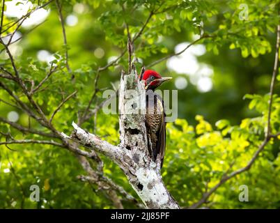 Picchio linato su ceppo di albero morto, la Ensenada Lodge, Costa Rica Foto Stock