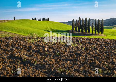 Maestosi campi estivi arati con cipressi e campi agricoli in Toscana, Italia, Europa Foto Stock