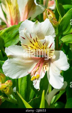 Alstroemeria 'Principessa Stephanie' una pianta estiva nana fiorita con un fiore giallo rosa estivo conosciuto anche come Alstroemeria 'Stapirag' e comune Foto Stock