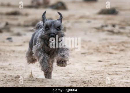 Cane Schnauzer in miniatura che è un popolare canino purrebred razza pedigree correre e giocare su una spiaggia estiva, stock foto immagine con spazio copia Foto Stock