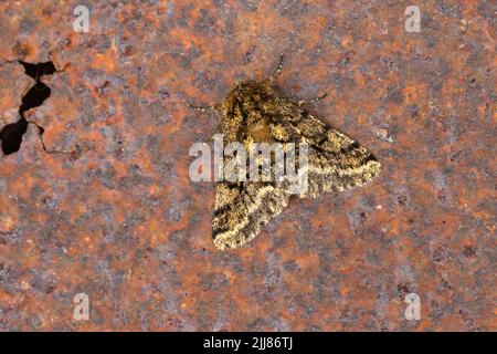 Bindled beauty Lycia hirtaria, imago maschio, roosting, Weston-Super-Mare, Somerset, Regno Unito, maggio Foto Stock