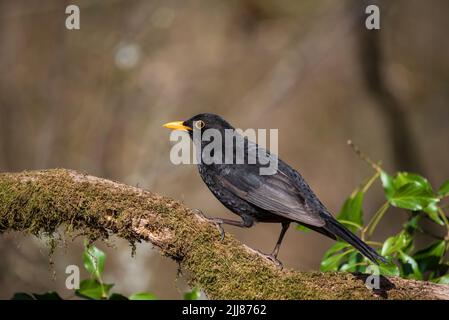 Bella primavera immagine di Blackbird Parus maggiore uccello in foresta paesaggio impostazione Foto Stock