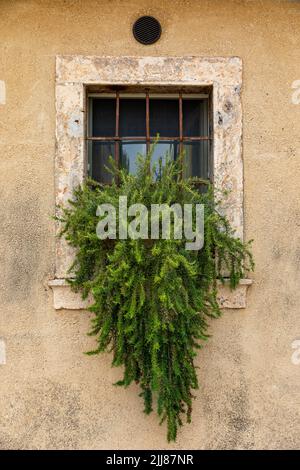 Una bella vetrata tipica italiana con barra d'acciaio su un muro giallo intonacato con pianta Rosemary nel villaggio di Colognola ai Colli, Verona, Italia Foto Stock