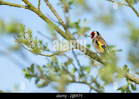 European goldfinch Carduelis carduelis, adulto, arroccato in willow Salix sp., Weston-Super-Mare, Somerset, Regno Unito, aprile Foto Stock