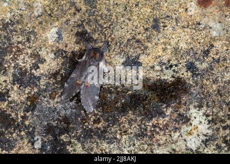 Ferro prominente Notodonta dromedarius, imago, arrostimento, Weston-Super-Mare, Somerset, Regno Unito, aprile Foto Stock