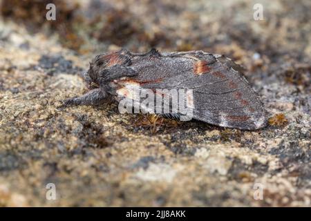 Ferro prominente Notodonta dromedarius, imago, arrostimento, Weston-Super-Mare, Somerset, Regno Unito, aprile Foto Stock