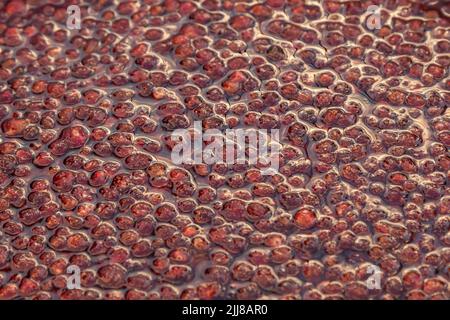 Sfondo da una marmellata di fragole. Lessate le fragole nella padella. Texture frutta, gelatina di fragole. Fai da te processo, cibo fatto in casa. Foto Stock