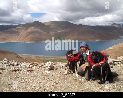 Cane da mastice tibetano a 5000 m, in Tibet Foto Stock