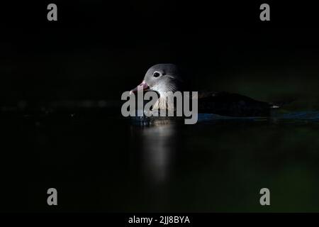 Anatra mandarina Aix galericulata, nuoto femminile adulti, laghetto di canapa, Foresta di Dean, Gloucestershire, Regno Unito, luglio Foto Stock