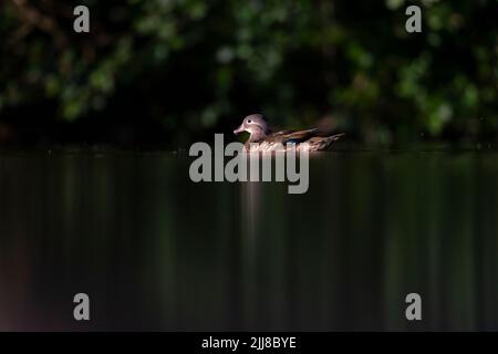 Anatra mandarina Aix galericulata, nuoto femminile adulti, laghetto di canapa, Foresta di Dean, Gloucestershire, Regno Unito, luglio Foto Stock