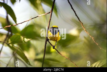 Scrub Euphonia in albero in Costa Rica Foto Stock