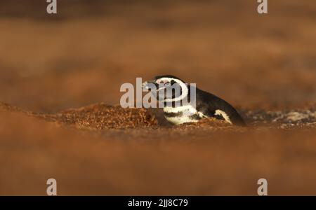 Primo piano di un pinguino magellanico in un burrow, Isole Falkland. Foto Stock