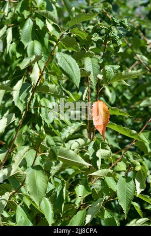 Una singola foglia marrone gialla in un albero di verde, dando l'impressione di essere la strana fuori o uno su un milione. Foto Stock