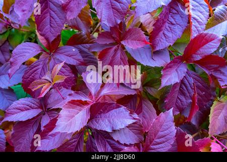 Sfondo botanico di foglie d'autunno rossicci di uve selvatiche. Un luogo per una copia di spazio. Autunno sfondo botanico di foglie rosse di uve selvatiche. Foto Stock