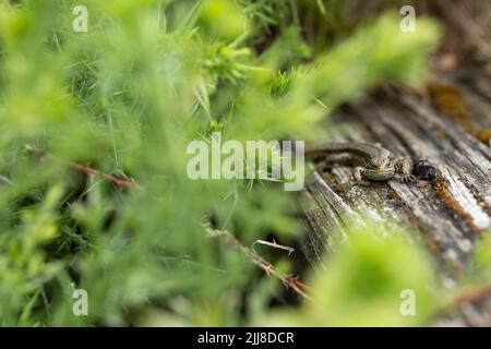 Vivparous lucertola Zootoca vivipara, maschio adulto che riposa su recinzione di legno, New Fancy View, Forest of Dean, Gloucestershire, UK, luglio Foto Stock