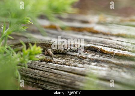 Vivparous lucertola Zootoca vivipara, maschio adulto che riposa su recinzione di legno, New Fancy View, Forest of Dean, Gloucestershire, UK, luglio Foto Stock