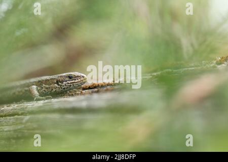 Vivparous lucertola Zootoca vivipara, maschio adulto che riposa su recinzione di legno, New Fancy View, Forest of Dean, Gloucestershire, UK, luglio Foto Stock