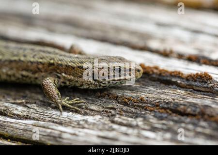 Vivparous lucertola Zootoca vivipara, maschio adulto che riposa su recinzione di legno, New Fancy View, Forest of Dean, Gloucestershire, UK, luglio Foto Stock