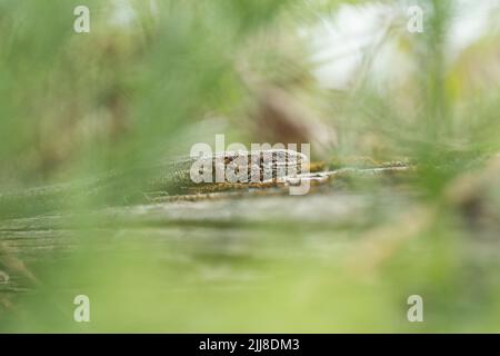 Vivparous lucertola Zootoca vivipara, maschio adulto che riposa su recinzione di legno, New Fancy View, Forest of Dean, Gloucestershire, UK, luglio Foto Stock