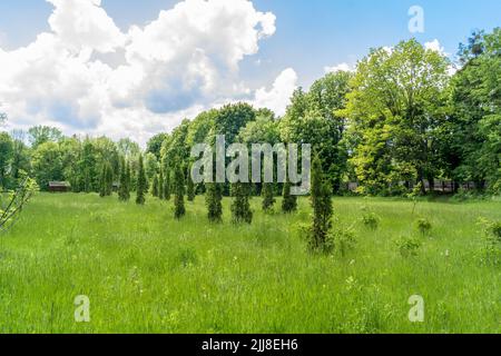 Nel parco, gli alberi di thuja piantati in una fila crescono. Parco verde in primavera Foto Stock