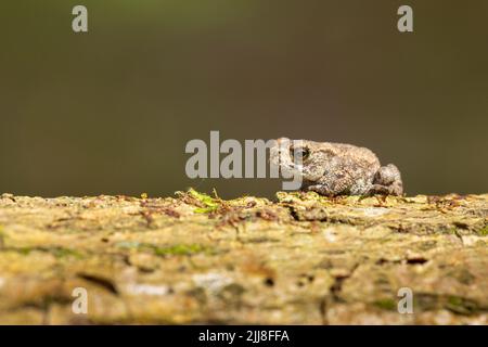 Comune Toad Bufo bufo, toadlet, poggiante su log, Bentley Wood, Hampshire, Regno Unito, luglio Foto Stock