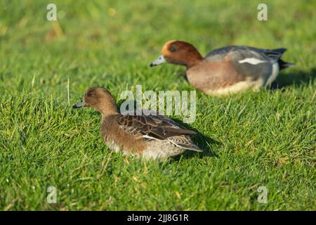 Eurasian Wigeon Anas penelope, coppia adulta, foraging su prassland, Buckenham Marshes, Norfolk, UK, dicembre Foto Stock