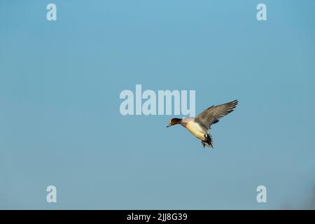 Eurasian Wigeon Anas penelope, adulto in volo, Buckenham Marshes, Norfolk, Regno Unito, dicembre Foto Stock