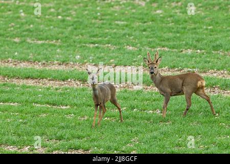 Capriolo europeo Capreolus capreolus, coppia adulta, allert on farmland, Marlborough Downs, Wiltshire, REGNO UNITO Foto Stock