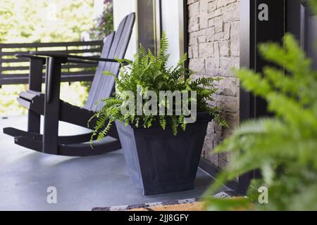 Le felci di Boston seduti sul portico vicino alla porta d'ingresso con una sedia a dondolo Adirondack. Messa a fuoco selettiva estrema con primo piano e sfondo sfocati. Foto Stock