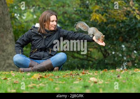 Scoiattolo grigio Sciurus vulgaris, adulto, che interagisce con la donna, Hyde Park, Londra, Regno Unito, novembre Foto Stock