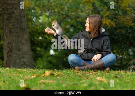 Scoiattolo grigio Sciurus vulgaris, adulto, che interagisce con la donna, Hyde Park, Londra, Regno Unito, novembre Foto Stock