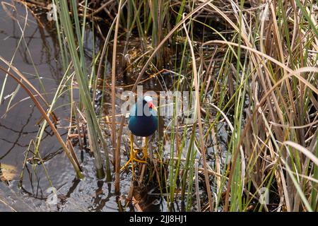 Uccello gallinule viola americano nelle paludi dell'Everglades National Park Florida Foto Stock