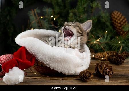 Il gattino dorme in cappello di babbo natale. Animale domestico gatto di Natale che dorme. Concetto di anno nuovo. Ritratto di gattino. Adorabile tabby animale, primo piano divertente inverno tempo Foto Stock