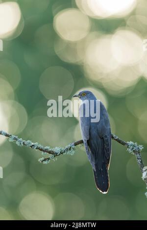 Cucucucuculo comune canorus, maschio adulto, arroccato, Giovedi comune, Surrey, Regno Unito, maggio Foto Stock