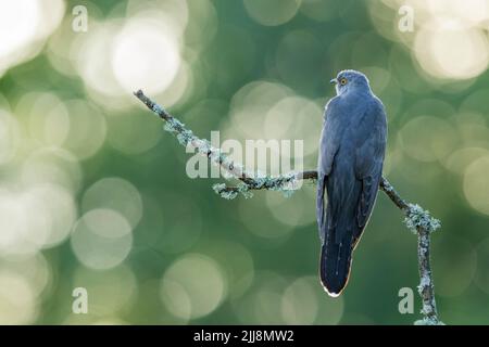 Cucucucuculo comune canorus, maschio adulto, arroccato, Giovedi comune, Surrey, Regno Unito, maggio Foto Stock