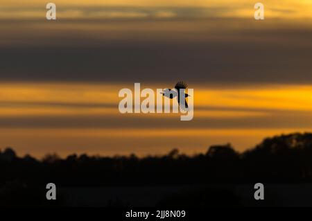 Maggie pica comune, adulto in volo al tramonto, Hawk Conservancy Trust, Hampshire, Regno Unito, novembre Foto Stock