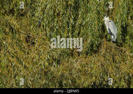 Airone cenerino Ardea cinera, arroccato in salice piangente Bushy Park, Esterno London, England, Regno Unito, ottobre Foto Stock