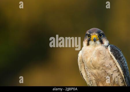 Lanner falcon Falco biarmicus (prigioniero), ritratto della testa maschile adulto, Hawk Conservancy Trust, Hampshire, Regno Unito, novembre Foto Stock