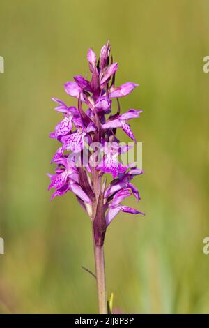 Orchidea di palude a foglie strette Dactylorhiza traunsteineri (possibile ibrido), punta a fiore singolo, Parsonage Moor, Oxfordshire, UK, Giugno Foto Stock