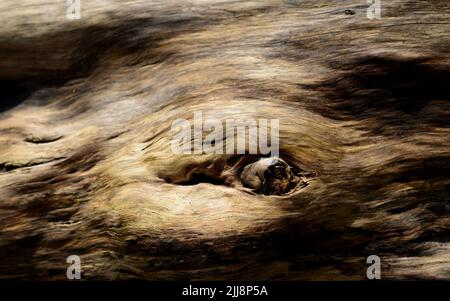 Marcature su un tronco caduto dell'albero. Foto Stock