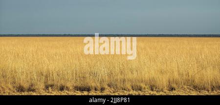 Un cielo blu su una pianura dorata sulla grande Etosha Pan, un lago asciutto, le dimensioni del Galles, la metà della Svizzera. Foto Stock
